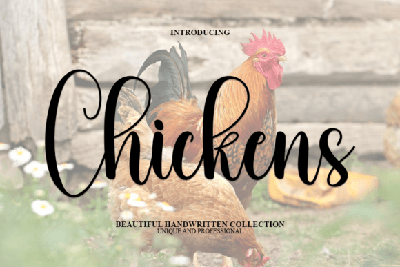 Chickens Font: A Delicate Script for Modern Web Design