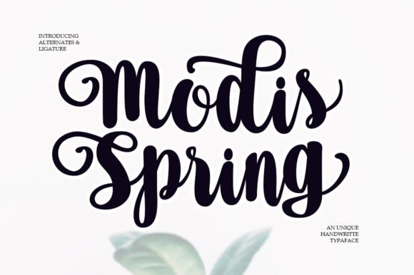 Modis Spring: The Elegant Script Font for Editorial Design
